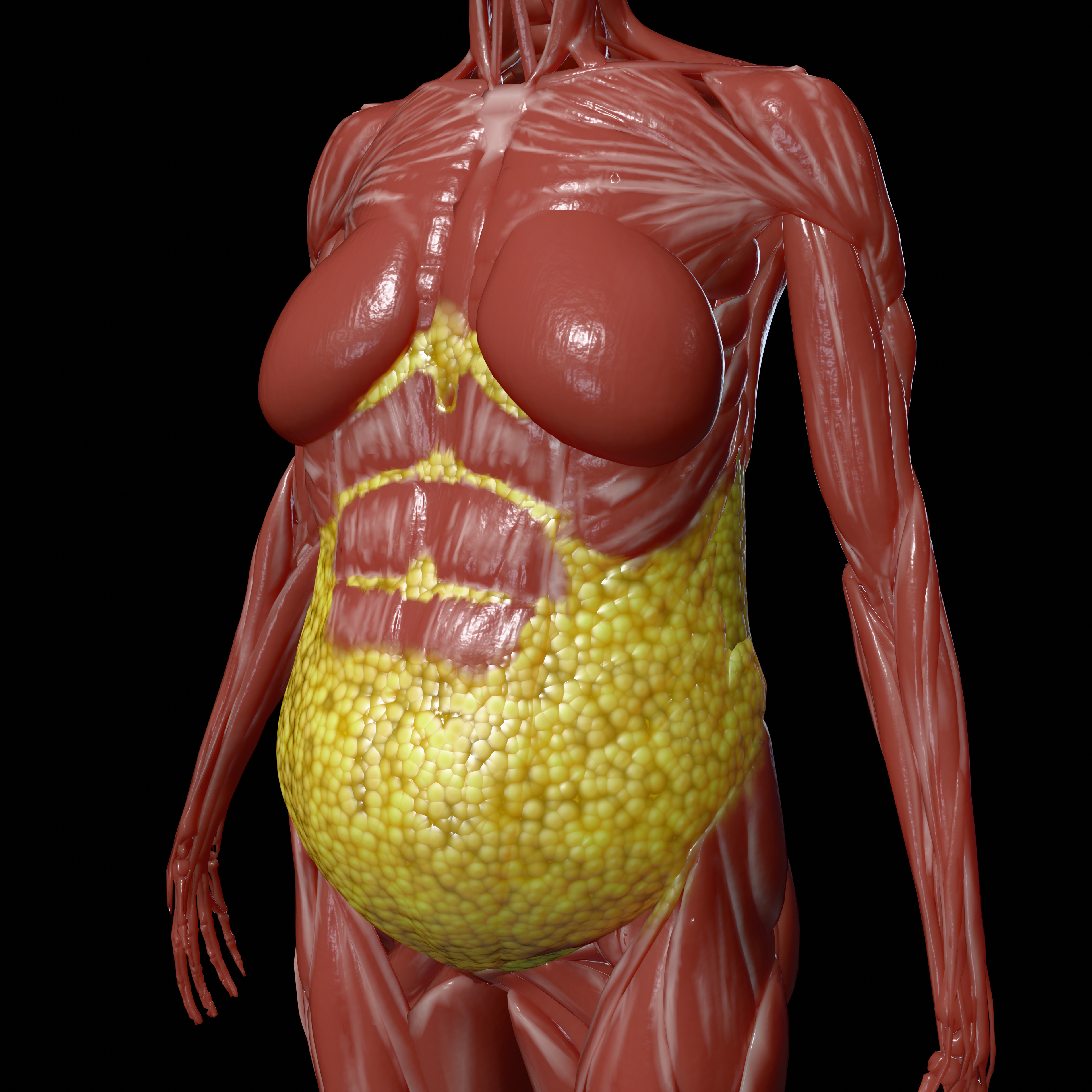 4K Fat Muscle Render - Photorealistic fat tissue visualization